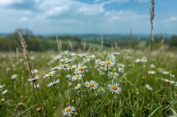 Wall Mural - Stunning panoramic view of a blooming meadow filled with daisies in the warm spring and summer season, featuring a soft focus effect.