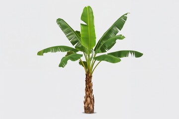 Wall Mural - Isolated banana plant on a white backdrop with cutout edges for landscaping projects. Quick-growing tropical fruit suitable for home gardens.