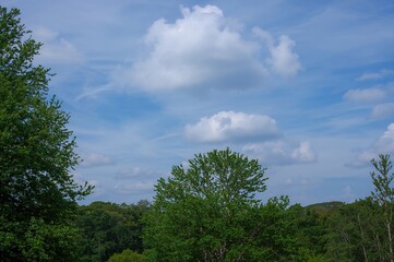 Wall Mural - Tranquil Wilderness with Verdant Foliage Under a Clear Blue Sky