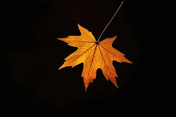 Wall Mural - golden autumn leaf illuminated from behind against a dark backdrop. close-up showcasing texture and 