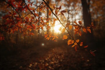 Wall Mural - Autumn foliage in the woodland
