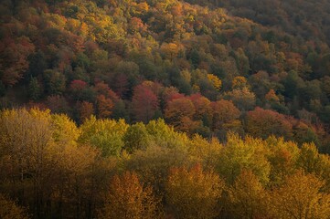 Wall Mural - stunning fall scenery with vibrant foliage illuminated by sunlight in a woodland setting.