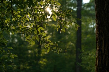 Wall Mural - sunlit foliage in the forest