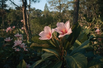 Wall Mural - Melastoma malabathricum, also called Indian rhododendron, Malabar melastome, and senduduk