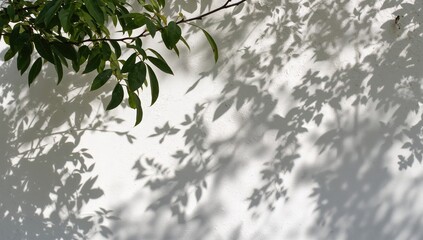 Wall Mural - tree branch silhouette and sunlight patterns on a textured white surface for design and wallpaper us