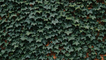 Wall Mural - Deep green foliage of Hedera helix climbing on brick surfaces of a garden shed. Ivy leaves embellishing building walls. Perennial greenery in a landscaped outdoor space. Nature scene.