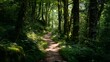 © kirania - A sunlit forest path winds through dense greenery, dappled sunlight illuminating the trail.