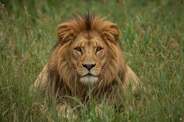 Wall Mural - reclining on the green meadow with a lion's face