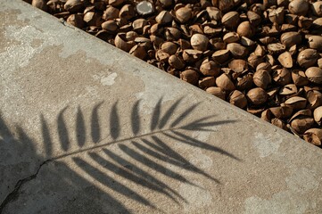 Wall Mural - shadow of leaves cast on a concrete surface surrounded by fragments of coconut shells