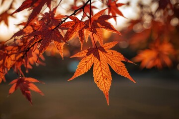 Wall Mural - Autumn scene with bright orange Japanese maple foliage