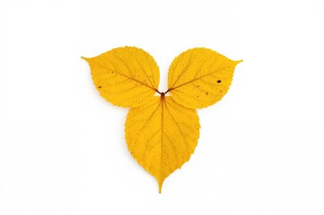 Wall Mural - yellow autumn leaf shaped like a heart with four lobes on a white background