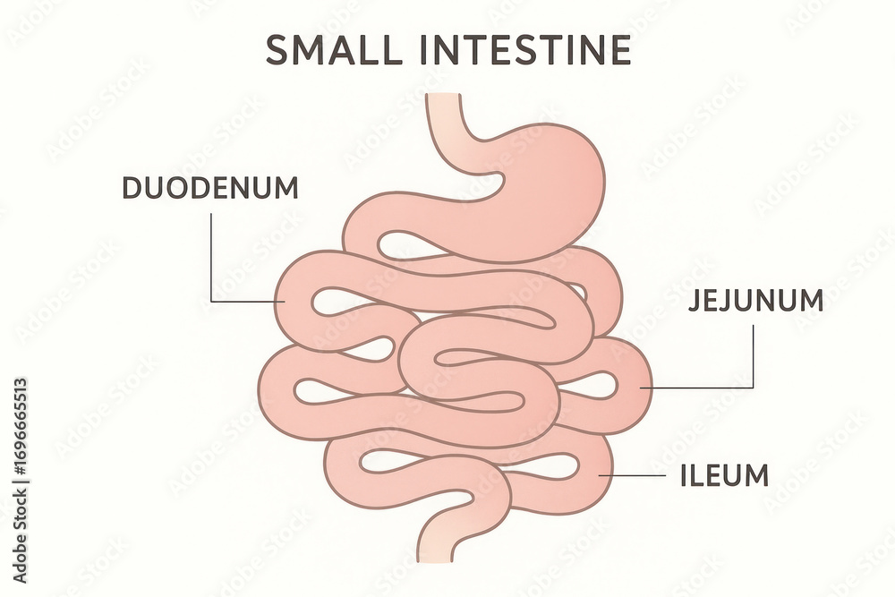 Small Intestine Anatomy Diagram - Illustration of Human Digestive ...