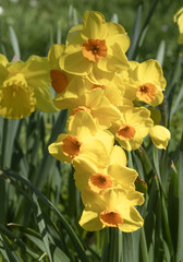 Wall Mural - Narcisse multi-fleurs	