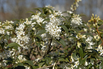 Wall Mural - Osmanthus burkwoodii en fleurs
