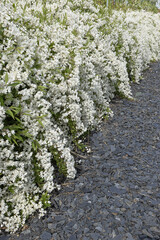 Wall Mural - Deutzia gracilis en bordure d'allée d'ardoises