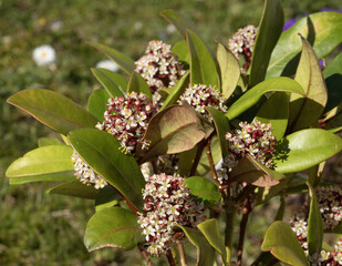 Wall Mural - Skimmia japonica