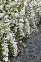 Wall Mural - Deutzia gracilis en fleurs	