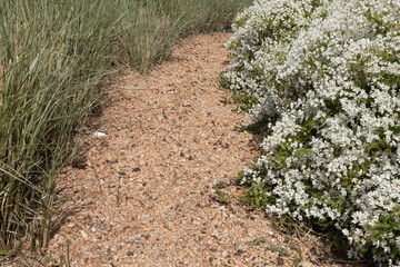Wall Mural - Gravier rose et Deutzia crenata 'Nikko'	