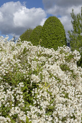 Wall Mural - Deutzia gracilis en fleurs	