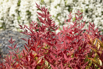 Wall Mural - Gros plan du feuillage de Nandina domestica 'Obsessed’ 