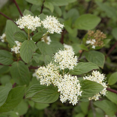 Wall Mural - Cornus sericea en fleur