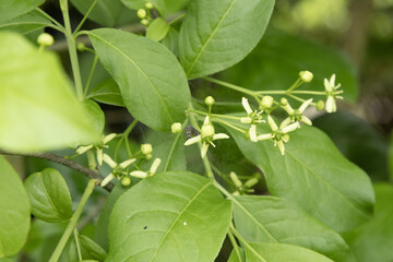 Wall Mural - Fleurs d'Euonymus europaeus