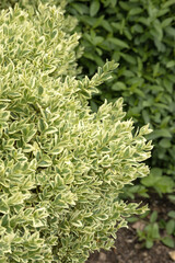 Wall Mural - Euonymus japonicus