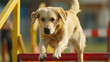 © Zahoor - Golden Retriever dog leaping over obstacle during agility training