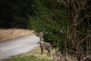 Wall Mural - A roe deer in its natural habitat. A deer at the end of winter. A deer standing next to the path, looking straight ahead.