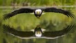© Max_T - Illustration of a majestic bald eagle soars gracefully over a tranquil lake, its reflection mirroring its powerful presence in the serene waters of the wilderness