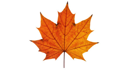 single orange maple leaf isolated on white 1.