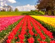 © Janda - A vibrant field of tulips in various colors, displaying a colorful pattern of pinks, reds, and yellows under a bright, sunny sky.
