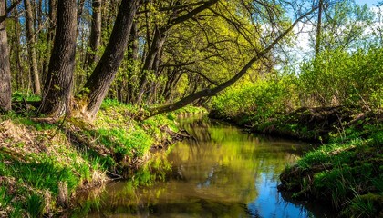  Serene spring forest stream