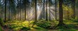 © pahlawan - Sunlight streams through dense forest, illuminating mossy ground. Tall trees create a majestic scene, with rays shining through leaves