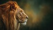 © yaju - Lion profile, majestic mane, golden light