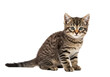 © faysal - Adorable tabby kitten sitting and looking directly into the camera Isolated on transparent background