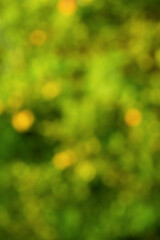 Wall Mural - Defocused background green with yellow. Natural defocused lights.
