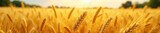 Golden wheat field swaying gently in the summer breeze, ripe and ready for harvest Sun-drenched stalks extending to the horizon, a picturesque agricultural scene , farmland, rural scene