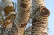 © leomalsam - Close up of the bark texture on a white poplar tree