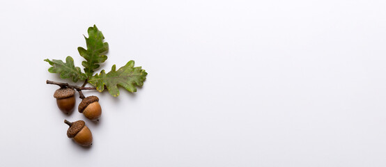 Branch with green oak tree leaves and acorns on colored background, close up top view