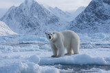 Polar bear on ice floe in the arctic region