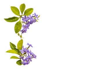 Wall Mural - little purple flowers arrangement flat lay postcard style 