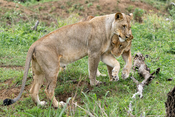 Wall Mural - Lion in a game reserve in South Africa. Two lionesses had a prey and their bellies were completely full.