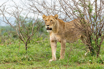 Wall Mural - Lion in a game reserve in South Africa. Two lionesses had a prey and their bellies were completely full.