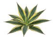 © Nad - Agave plant succulent green yellow leaves tropical plant botany nature isolated transparent background