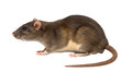 © Nad - Brown rat profile animal photography isolated transparent background