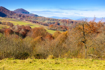 Wall Mural - rural landscape in autumn. trees on rolling hills. scenic view of transcarpathia countryside in fall season. scenery on a sunny day with blue sky