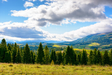 Wall Mural - hillside of mountain range with coniferous forest and meadow. grassy pasture on the hill in autumn. transcarpathia landscape on a sunny morning under sky with clouds