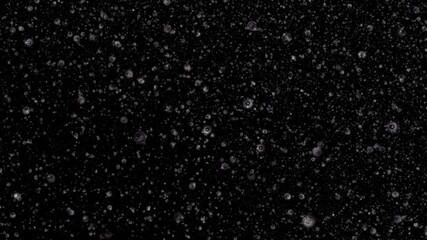 Wall Mural - Loop grey circle particles cloud animation motion on black abstract Background. Gold blue stars particle on black background motion titles cinematic