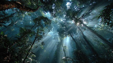 Wall Mural - sunlight filters through the towering trees in the verdant forest on this bright day